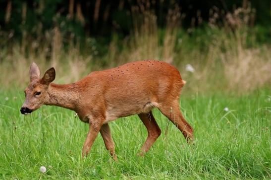 Reh Wildpark Alte Fasanerie Klein Auheim 2021