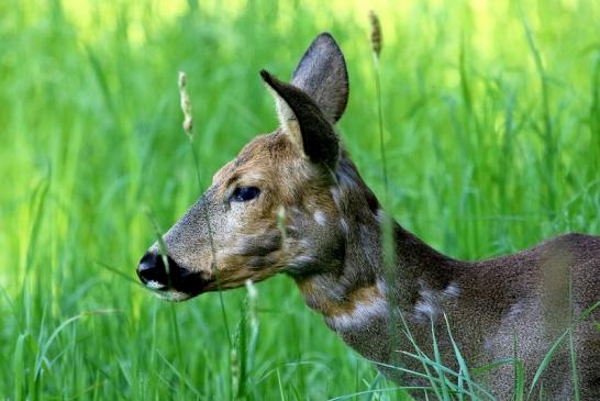 Reh - Wildpark Alte Fasanerie Klein Auheim 2018