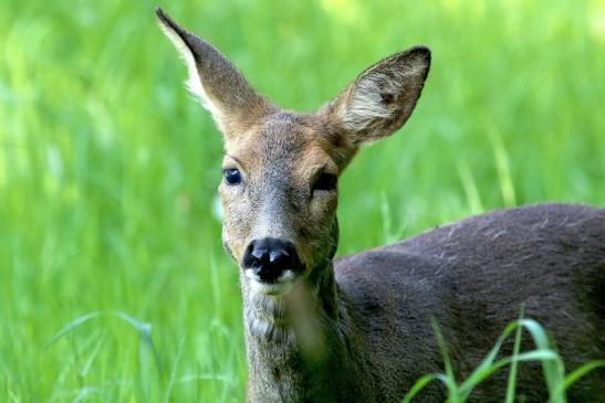 Reh - Wildpark Alte Fasanerie Klein Auheim 2018