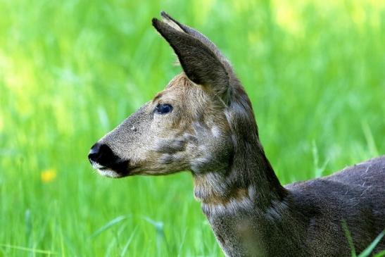 Reh - Wildpark Alte Fasanerie Klein Auheim 2018