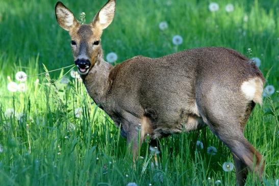 Reh - Wildpark Alte Fasanerie Klein Auheim 2018