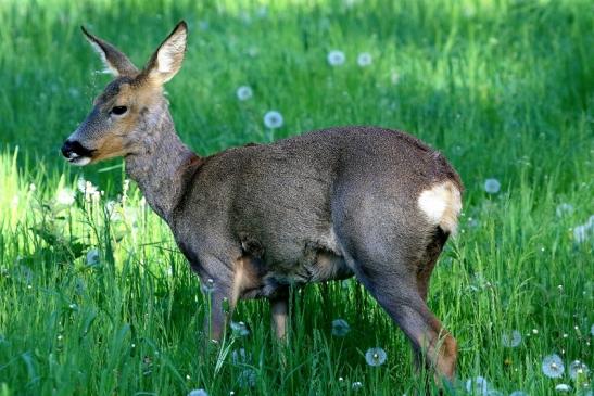 Reh - Wildpark Alte Fasanerie Klein Auheim 2018