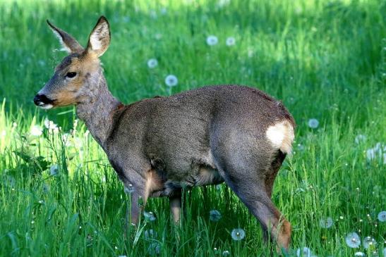 Reh - Wildpark Alte Fasanerie Klein Auheim 2018