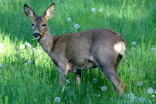 Reh - Wildpark Alte Fasanerie Klein Auheim 2018