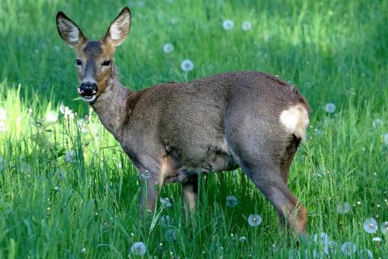 Reh - Wildpark Alte Fasanerie Klein Auheim 2018