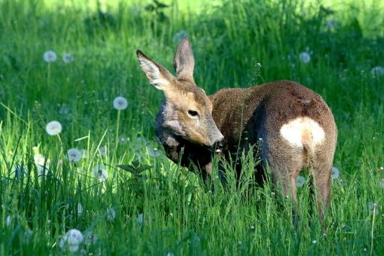 Reh - Wildpark Alte Fasanerie Klein Auheim 2018