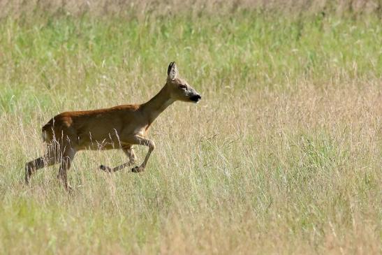 Reh - Wildpark Alte Fasanerie Klein Auheim 2018