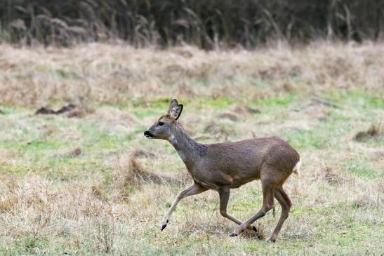 Reh - Wildpark Alte Fasanerie Klein Auheim 2018