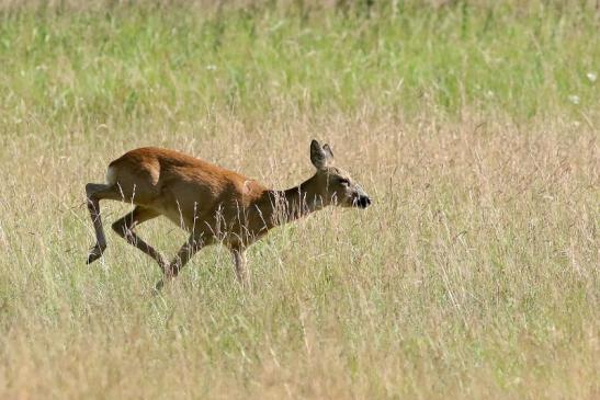 Reh - Wildpark Alte Fasanerie Klein Auheim 2018