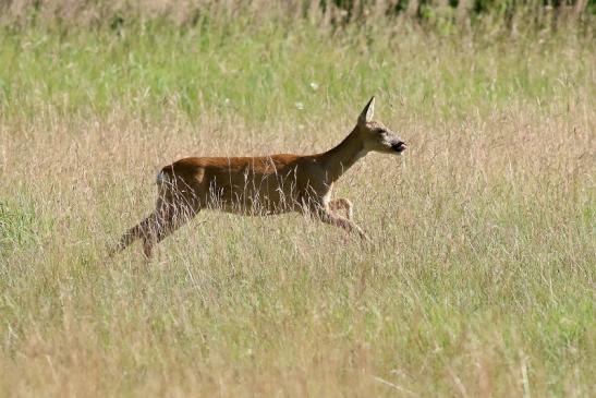 Reh - Wildpark Alte Fasanerie Klein Auheim 2018