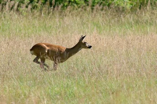 Reh - Wildpark Alte Fasanerie Klein Auheim 2018