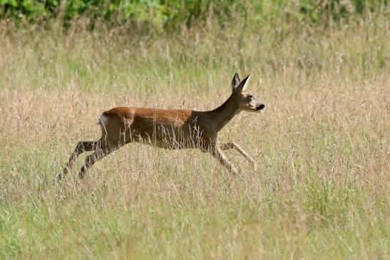 Reh - Wildpark Alte Fasanerie Klein Auheim 2018