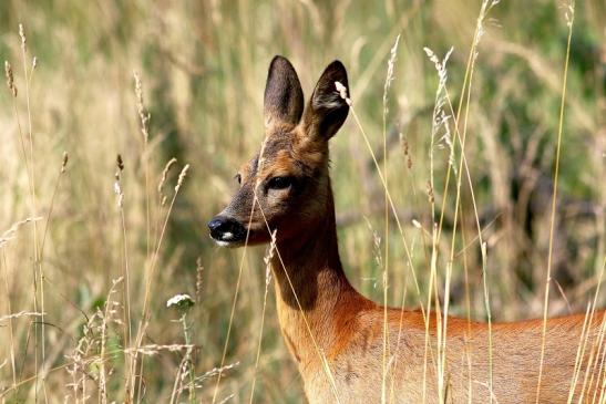 Reh - Wildpark Alte Fasanerie Klein Auheim 2018