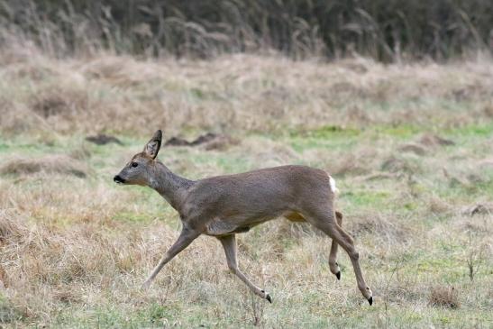 Reh - Wildpark Alte Fasanerie Klein Auheim 2018