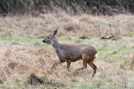 Reh - Wildpark Alte Fasanerie Klein Auheim 2018