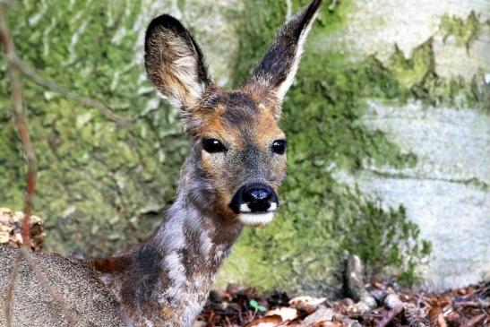 Reh - Wildpark Alte Fasanerie Klein Auheim 2018