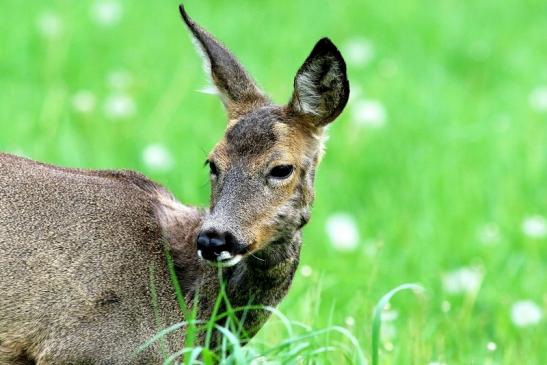 Reh - Wildpark Alte Fasanerie Klein Auheim 2018