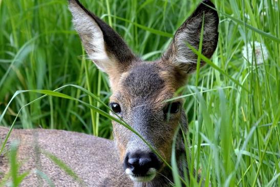 Reh - Wildpark Alte Fasanerie Klein Auheim 2018