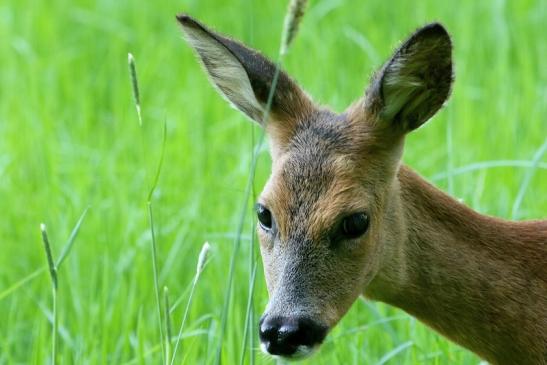 Reh - Wildpark Alte Fasanerie Klein Auheim 2018