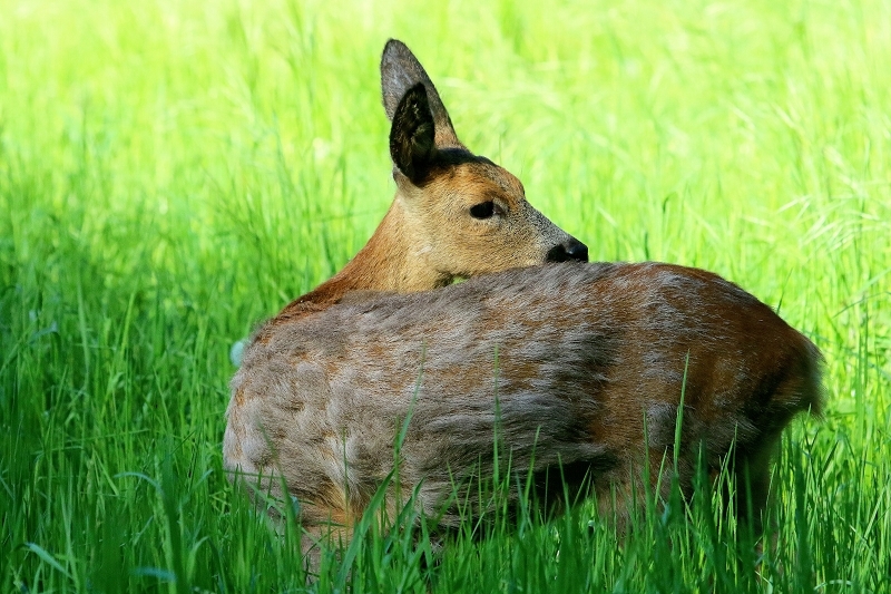 Reh - Wildpark Alte Fasanerie Klein Auheim 2018