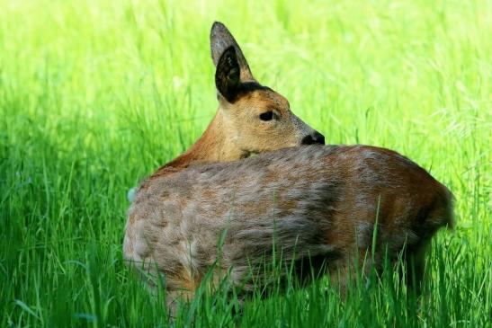 Reh - Wildpark Alte Fasanerie Klein Auheim 2018