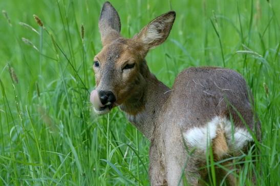 Reh - Wildpark Alte Fasanerie Klein Auheim 2018