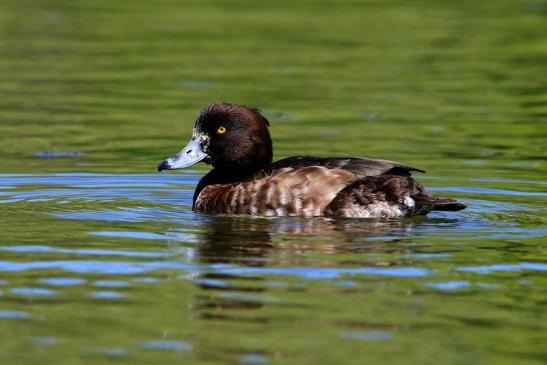 Reiherente Ente Schlosspark Biebrich 2016