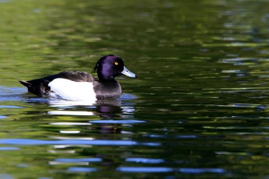 Reiherente Erpel Schlosspark Biebrich 2016