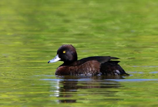 Reiherente Ente Schlosspark Biebrich 2016