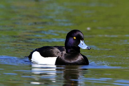 Reiherente Erpel Schlosspark Biebrich 2016