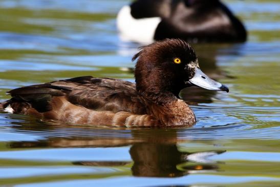 Reiherente Ente Schlosspark Biebrich 2016