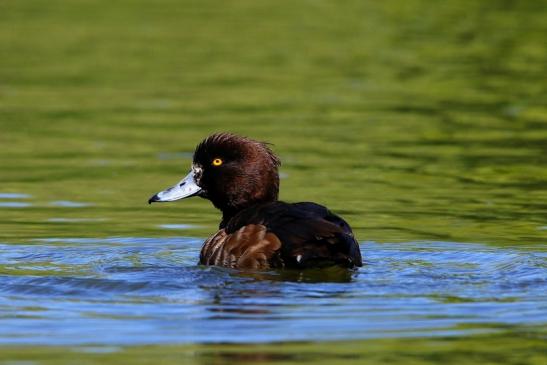 Reiherente Ente Schlosspark Biebrich 2016