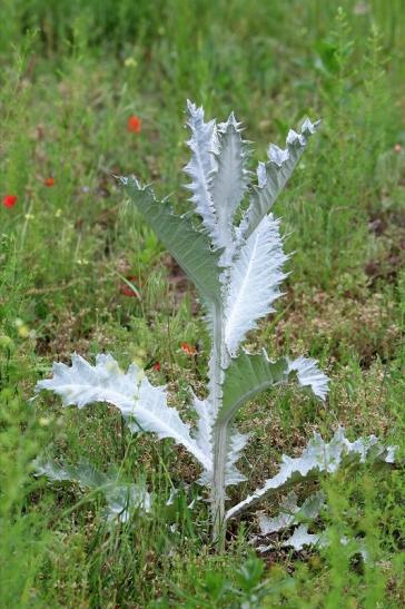 Riesendistel Scheunengelände Im Zwerggewann Heusenstamm 2016