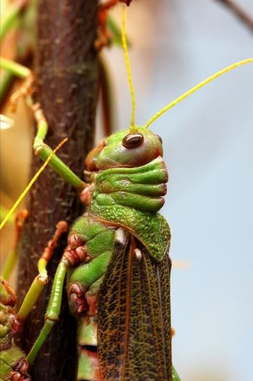 Riesenheuschrecke Exotarium Zoo Frankfurt am Main 2017