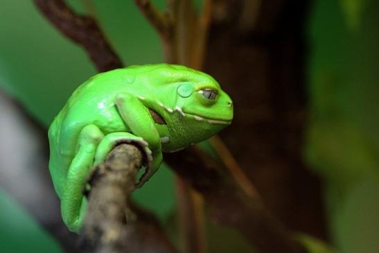 Riesenlaubfrosch Exotarium Zoo Frankfurt am Main 2014