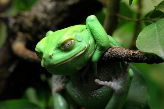 Riesenlaubfrosch Exotarium Zoo Frankfurt am Main 2014