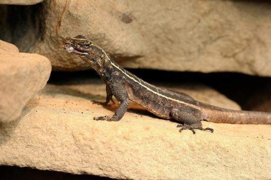 Riesenplattgürtelechse Weibchen Exotarium Zoo Frankfurt am Main 2014