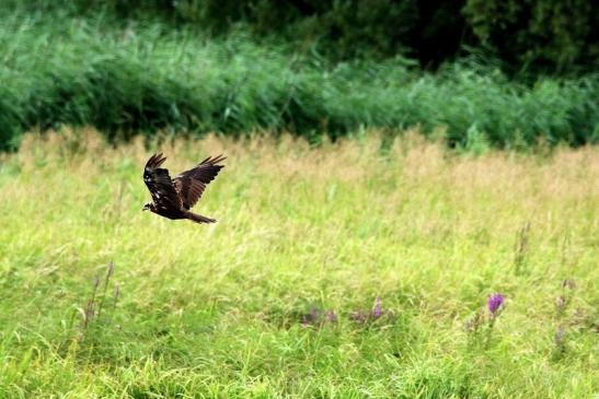 Rohrweihe (Belegfoto) Bingenheimer Ried Wetterau 2016