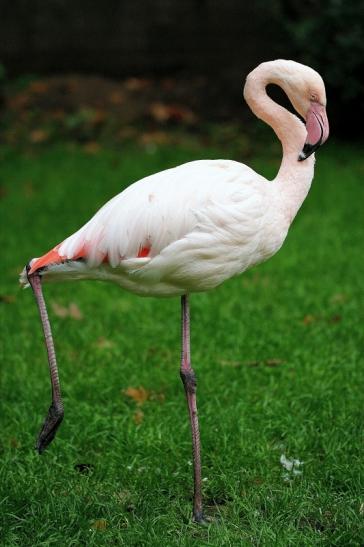 Rosaflamingo Zoo Vivarium Darmstadt 2014