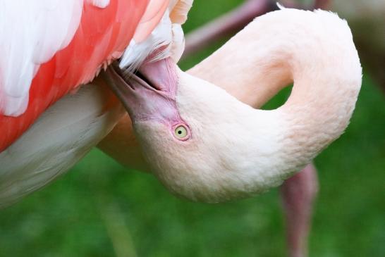 Rosaflamingo Zoo Vivarium Darmstadt 2019