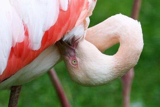 Rosaflamingo Zoo Vivarium Darmstadt 2019