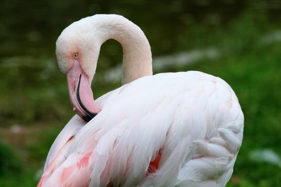 Rosaflamingo Zoo Vivarium Darmstadt 2019