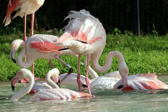 Rosaflamingo Zoo Vivarium Darmstadt 2019