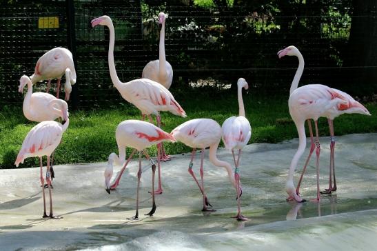 Rosaflamingo Zoo Vivarium Darmstadt 2019