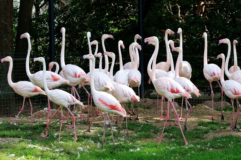 Rosaflamingo Zoo Vivarium Darmstadt 2019