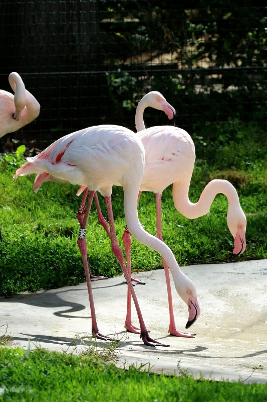 Rosaflamingo Zoo Vivarium Darmstadt 2019