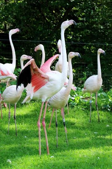 Rosaflamingo Zoo Vivarium Darmstadt 2019