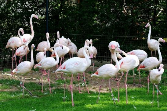 Rosaflamingo Zoo Vivarium Darmstadt 2019