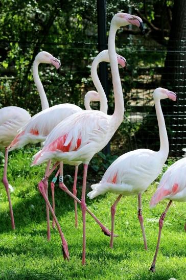 Rosaflamingo Zoo Vivarium Darmstadt 2019