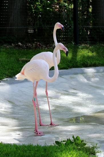 Rosaflamingo Zoo Vivarium Darmstadt 2019